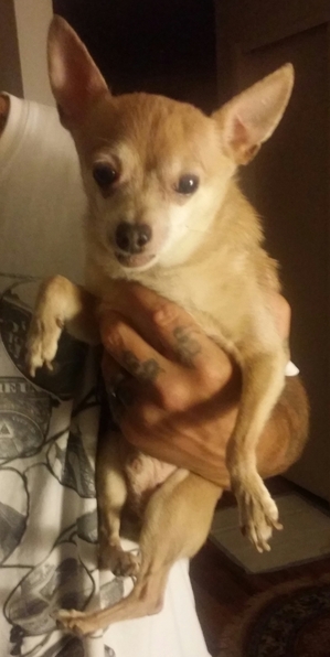 Safe Chihuahua in Trenton, NJ