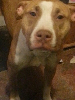 Safe Pit Bull in Milwaukee, WI