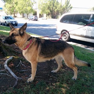 Safe German Shepherd Dog in West Sacramento, CA