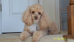Safe Poodle in Youngsville, NC
