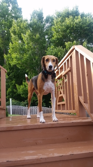 Safe American Foxhound in Clemmons, NC