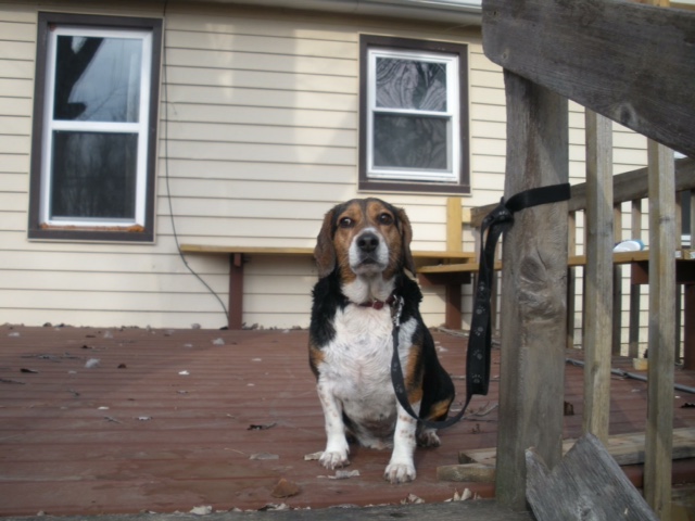 Safe Beagle in Rockford, IL