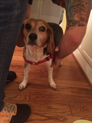 Safe Beagle in Arlington, VA