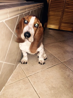 Safe Basset Hound in Brentwood, NY