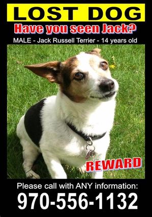 Safe Jack Russell Terrier in Chula Vista, CA