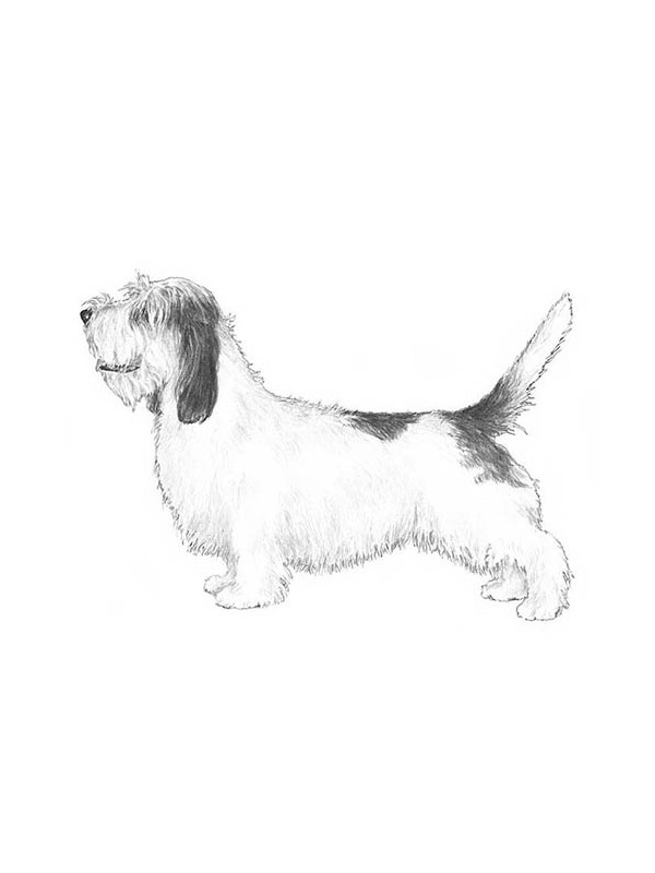 Safe Petit Basset Griffon Vendeen in Cathedral City, CA