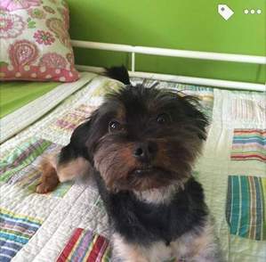 Safe Yorkshire Terrier in Reading, PA