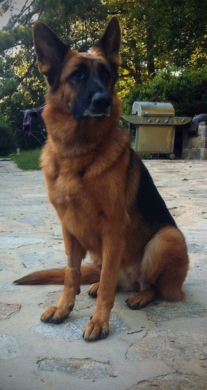 Safe German Shepherd Dog in Catonsville, MD