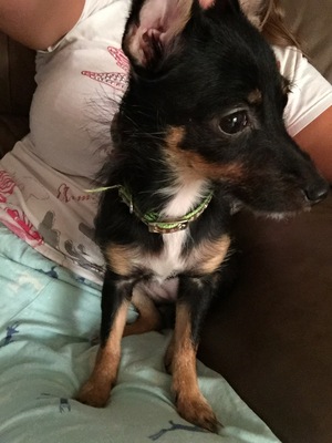 Safe Chihuahua in Tampa, FL