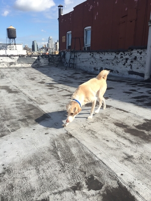 Safe Labrador Retriever in New York, NY