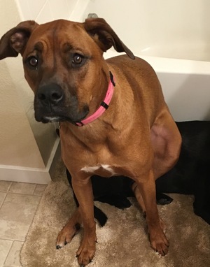 Safe Boxer in Broomfield, CO