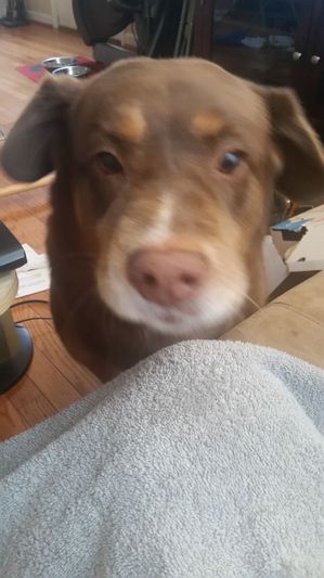 Safe Labrador Retriever in Decatur, GA