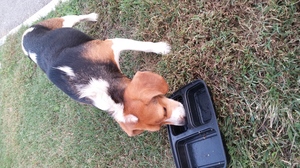 Safe Beagle in Blackstone, VA