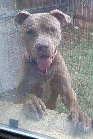 Safe Pit Bull in Garland, TX