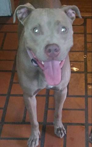 Safe Pit Bull in Garland, TX