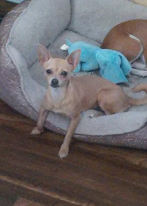 Safe Chihuahua in Tulsa, OK