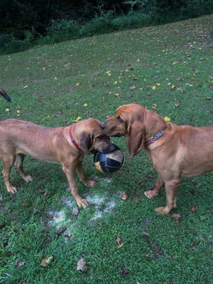 Safe Bloodhound in Jemison, AL