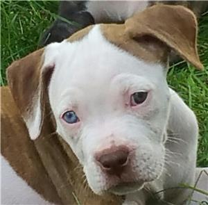 Safe Pit Bull in Grove City, OH