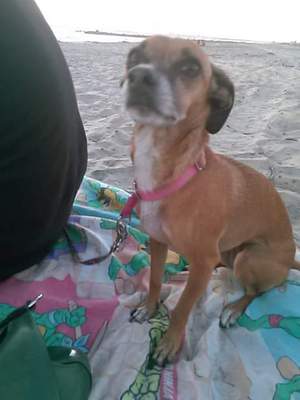 Safe Chihuahua in Imperial Beach, CA