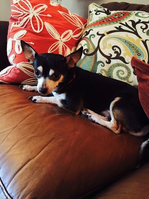Safe Chihuahua in Savannah, GA