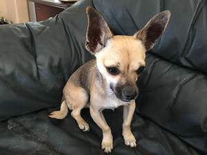 Safe Chihuahua in Denver, CO