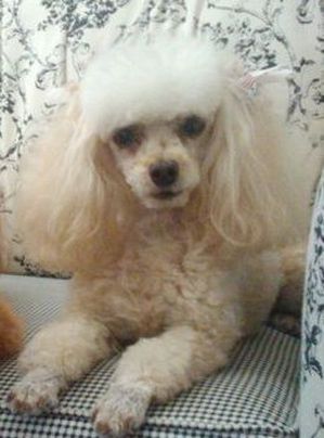 Safe Poodle in Yucaipa, CA