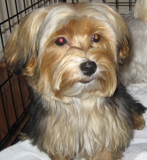 Safe Yorkshire Terrier in Barrington, IL