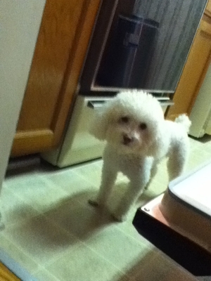 Safe Poodle in Norcross, GA
