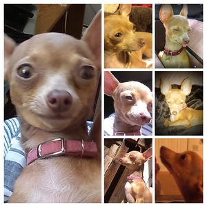Safe Chihuahua in El Sobrante, CA