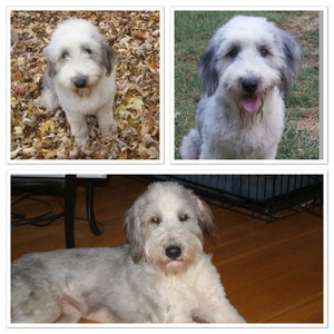 Safe Bearded Collie in Columbus, OH