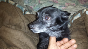 Safe Chihuahua in Lithonia, GA