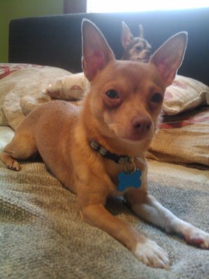 Safe Chihuahua in Clifton, NJ
