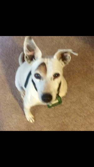Safe Jack Russell Terrier in Huntersville, NC