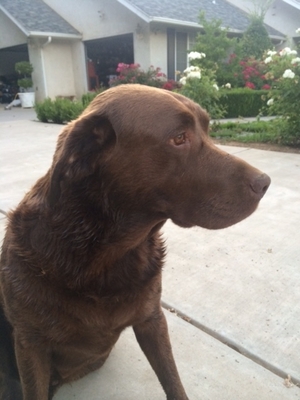 Safe Labrador Retriever in Sanger, CA