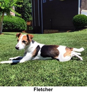 Safe Jack Russell Terrier in Mableton, GA