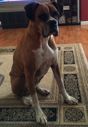 Safe Boxer in Stony Point, NC