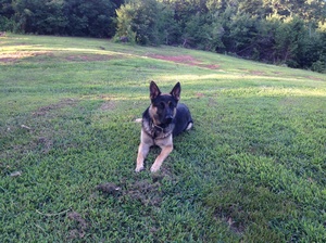Safe German Shepherd Dog in Dahlonega, GA