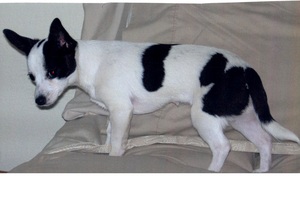 Safe Jack Russell Terrier in Chowchilla, CA