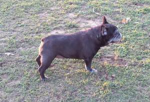 Safe French Bulldog in Aubrey, TX