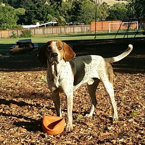 Safe Bluetick Coonhound in Gold Run, CA