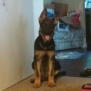 Safe German Shepherd Dog in Haltom City, TX