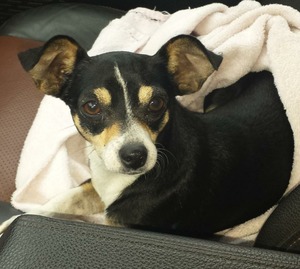 Safe Chihuahua in Pisgah, AL