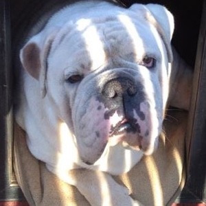 Safe English Bulldog in Carrollton, GA