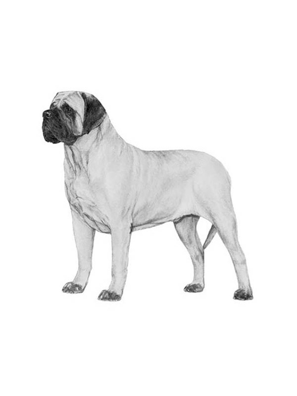 Safe Mastiff in Greenfield, OH
