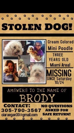 Safe Poodle in Miami, FL