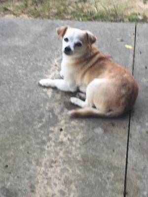 Safe Chihuahua in Brooksville, FL