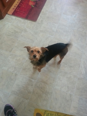 Safe Yorkshire Terrier in Hyde Park, NY