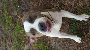 Safe American Bulldog in Kissimmee, FL