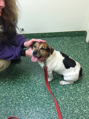 Safe Beagle in Lutherville Timonium, MD