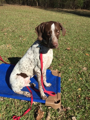 Safe German Shorthaired Pointer in Kings Mountain, NC